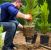 Sarasota Tree Planting Services by 941 Tree Services LLC